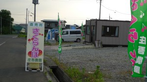 さくらんぼ直売所OPEN!!