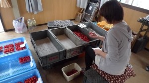 さくらんぼ選果作業