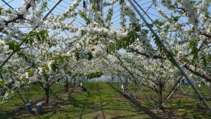 2015さくらんぼ開花2