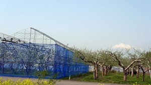 2015さくらんぼ開花1