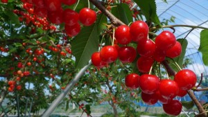 佐藤錦2015.6.21up