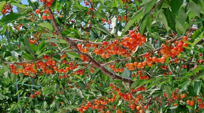 今年のさくらんぼは結構実りました