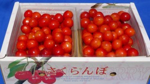 1佐藤錦1Kｇ箱詰め横撮り、1000×563