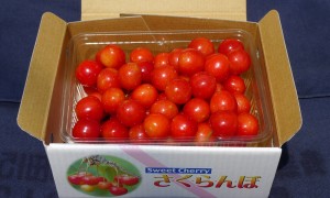 佐藤錦500ｇ、箱詰め1、1000×600