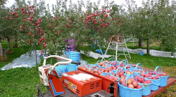 りんごの収穫です