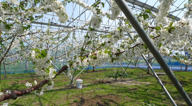 さくらんぼ開花しました。