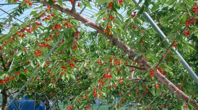 近況報告です。色付いて来ました(*^_^*)