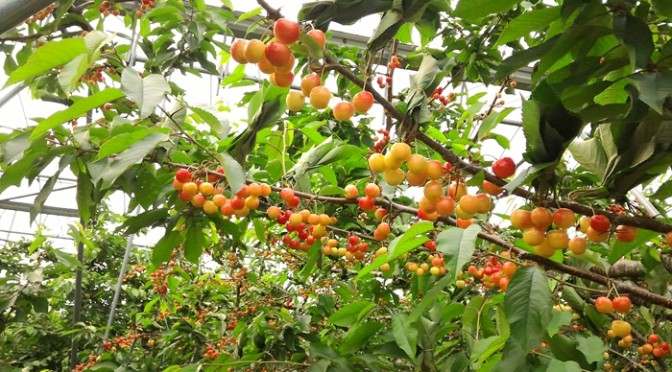 さくらんぼの販売日が決まりました。