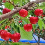 青森の新品種ジュノハートです