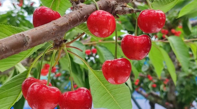 青森の新品種ジュノハートです