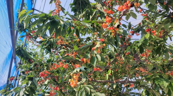 2023.6.17佐藤錦の状況