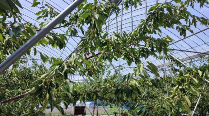 ただいまセール中です！