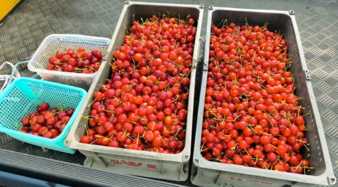 今年は早めです