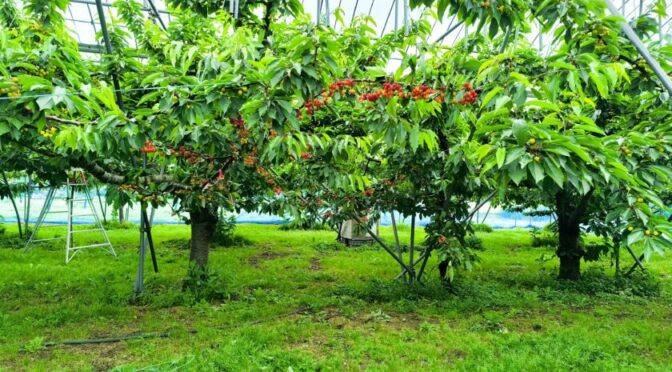 2025年のさくらんぼの状況